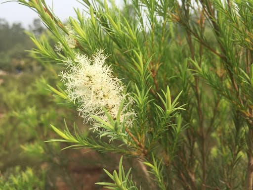 Tinh dầu tràm trà